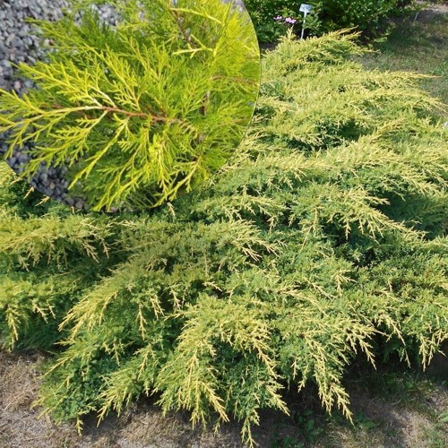 Juniperus x pfitzeriana 'Mathot' - Pfitzeri kadakas 'Mathot' P9/0,55L